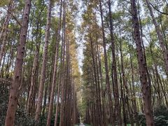 -上海滨江森林公园