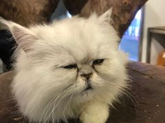 -more than meow吴止猫主题餐厅(承德 中船汇店)