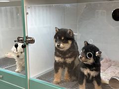 -萌宠之家·腊肠犬·马尔泰·小体犬舍