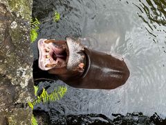 -海南热带野生动植物园