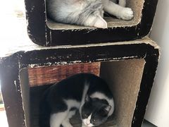 -猫友咖啡店(玉林西路店)