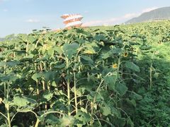 -光明小镇欢乐田园