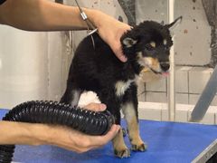 -读宠于你·约克夏比熊·睫角守宫·爬宠售卖(高新店)