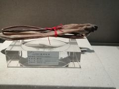 -青藏高原自然博物馆