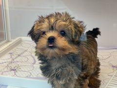 -翊宠yipet猫狗购宠庄园犬舍•猫舍