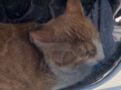 -天使宠物医院·犬猫分诊(彩虹店)