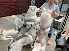 -TrueLove @ Neverland (Husky Cafe)