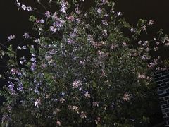 -刘姐啤酒鱼民族演艺餐厅(西街总店)
