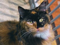 -藏猫猫咖啡主题馆(中央大道店)