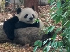 -成都动物园