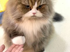 -北京观赏动物医院·24小时大型综合·猫专科·异宠专科