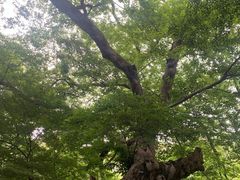 -青岛崂山太清宫