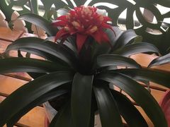-上海鲜花港