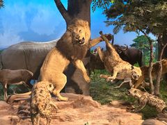 -国家自然博物馆