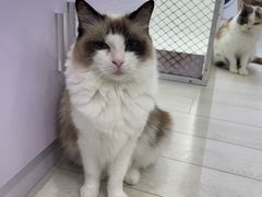 -喵的天空名猫咖啡馆·撸猫·猫舍·用品