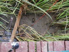 -上海吴淞炮台湾国家湿地公园