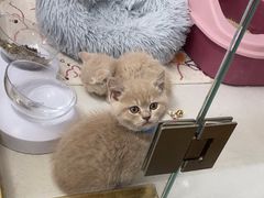 -糯米喵星人总部直营旗舰店·猫舍·幼猫出售