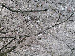 -高东镇樱花园