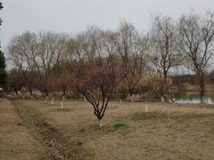-南湖湿地公园