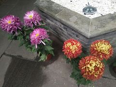 -我嘉书房(南翔名士居店)