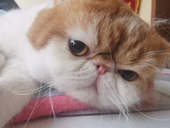 -康乐宝动物医院