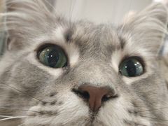 -楼上猫咖(罗湖店)