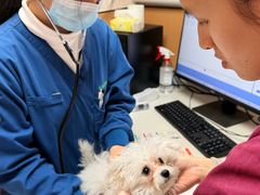 -瑞派康怡24h宠物医院·犬猫医疗中心·微创绝育(瑞景分院)