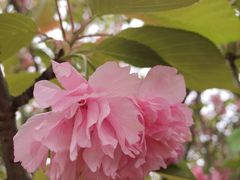 -天王浮山樱花园