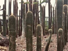 -南山植物园