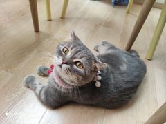 -猫咪派对(江南西店)