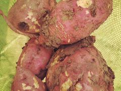 -乡乐园蟹庄·阳澄湖农家乐