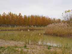-盐城丹顶鹤湿地生态旅游区
