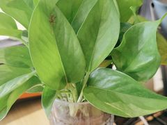 -村上一屋(望京店)