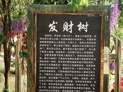 -独树成林