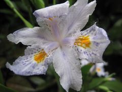 -金鸡湖桃花岛