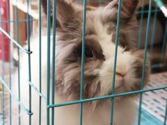 -志龙皇冠吃货椰子铺