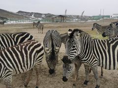 -新疆天山野生动物园