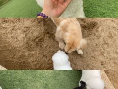 -爪吧宠物乐园 (温榆河示范区店)