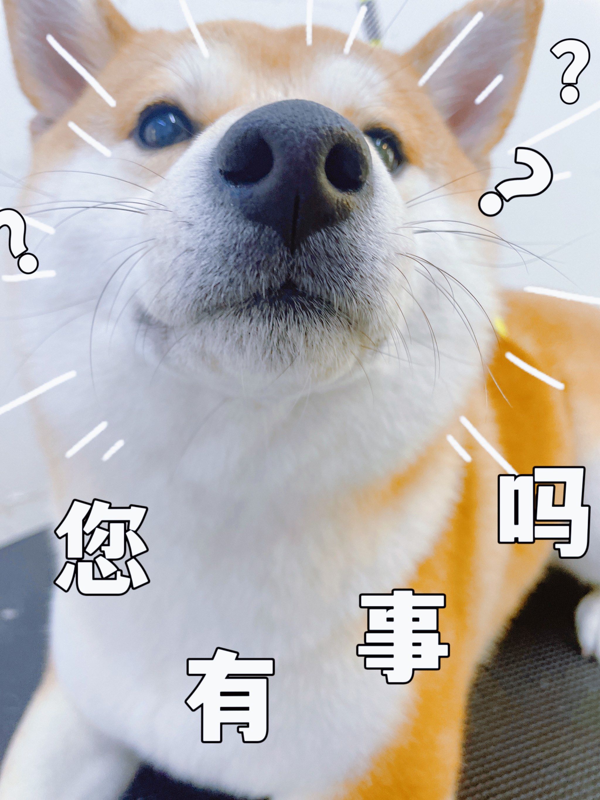 敲可爱的修狗狗98#狗狗表情包 #求表情