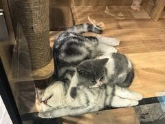 -凯德广场(学府店)