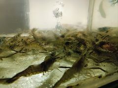 -小乡小镇·传承桐庐土菜·老板亲自烧的菜