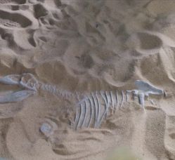 -恐龙探索乐园(磁器口店)