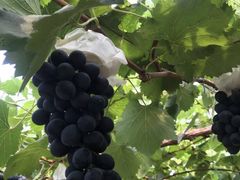 -马陆小张葡萄园农家乐