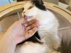 -MOYOYO猫咪咖啡店
