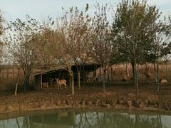 -泗洪洪泽湖湿地景区