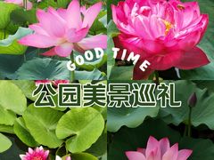 -莲花池公园