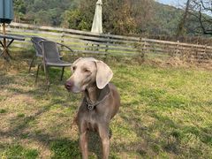 -趣多多宠物公园·宠物训犬学校·宠物寄养