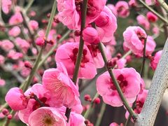 -上海虹桥宾馆味翠餐厅