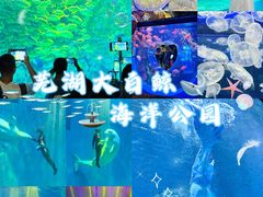 -芜湖新华联大白鲸海洋公园