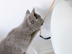 -喵的天空名猫咖啡馆·撸猫·猫舍·用品